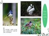 人教版生物七年级上册2.2.2《脊椎动物-鸟和哺乳动物》（课件）