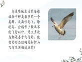人教版生物七年级上册2.2.2《脊椎动物-鸟和哺乳动物》（课件）