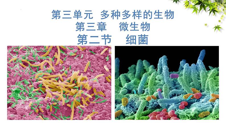 人教版生物七年级上册2.3.2《细菌》（课件）第1页