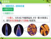 人教版生物七年级上册2.3.2《细菌》（课件）