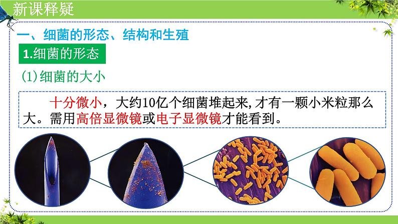 人教版生物七年级上册2.3.2《细菌》（课件）第5页