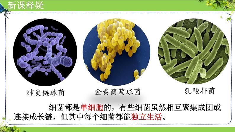 人教版生物七年级上册2.3.2《细菌》（课件）第7页