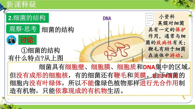 人教版生物七年级上册2.3.2《细菌》（课件）第8页