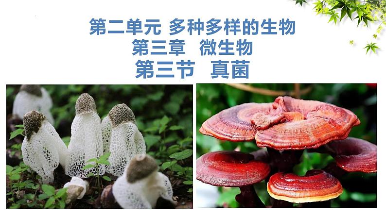 人教版生物七年级上册2.3.3《真菌》教学课件01