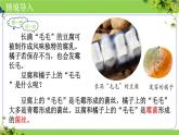 人教版生物七年级上册2.3.3《真菌》教学课件