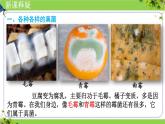 人教版生物七年级上册2.3.3《真菌》教学课件