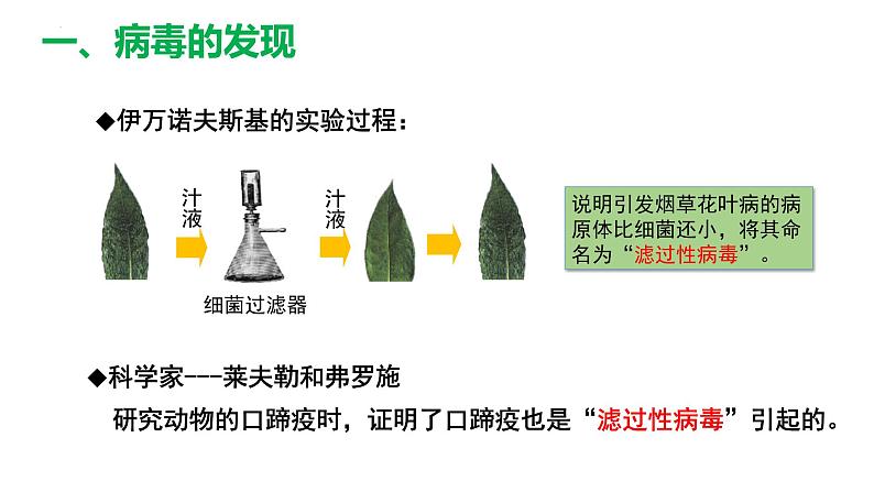 人教版生物七年级上册2.3.4《病毒》课件第6页