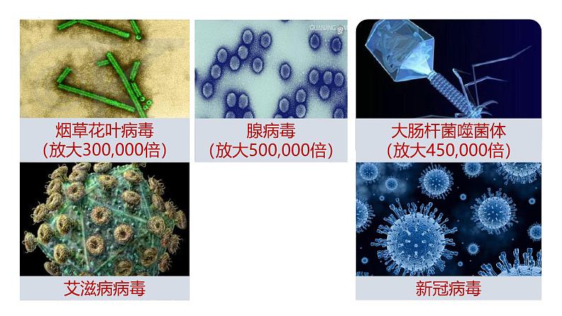 人教版生物七年级上册2.3.4《病毒》课件第8页