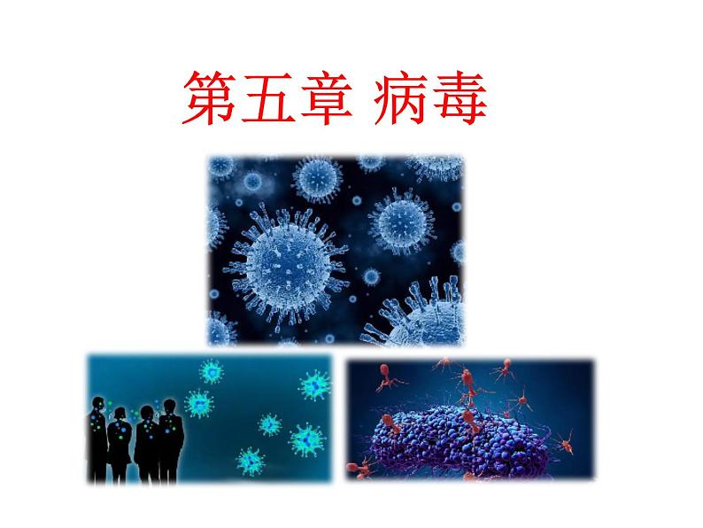 人教版生物七年级上册2.3.4《病毒》教学课件第2页