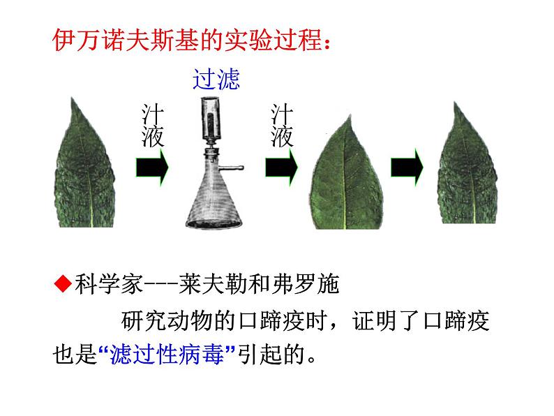 人教版生物七年级上册2.3.4《病毒》教学课件第5页