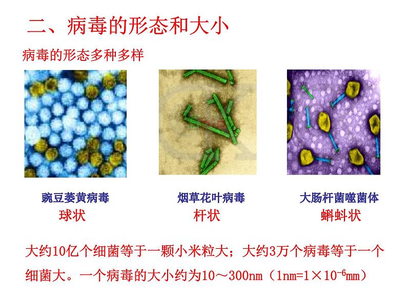 人教版生物七年级上册2.3.4《病毒》教学课件第7页