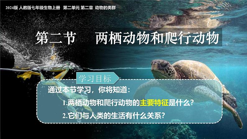 人教版生物七年级上册2 .2.2《两栖动物与爬行动物》课件第2页