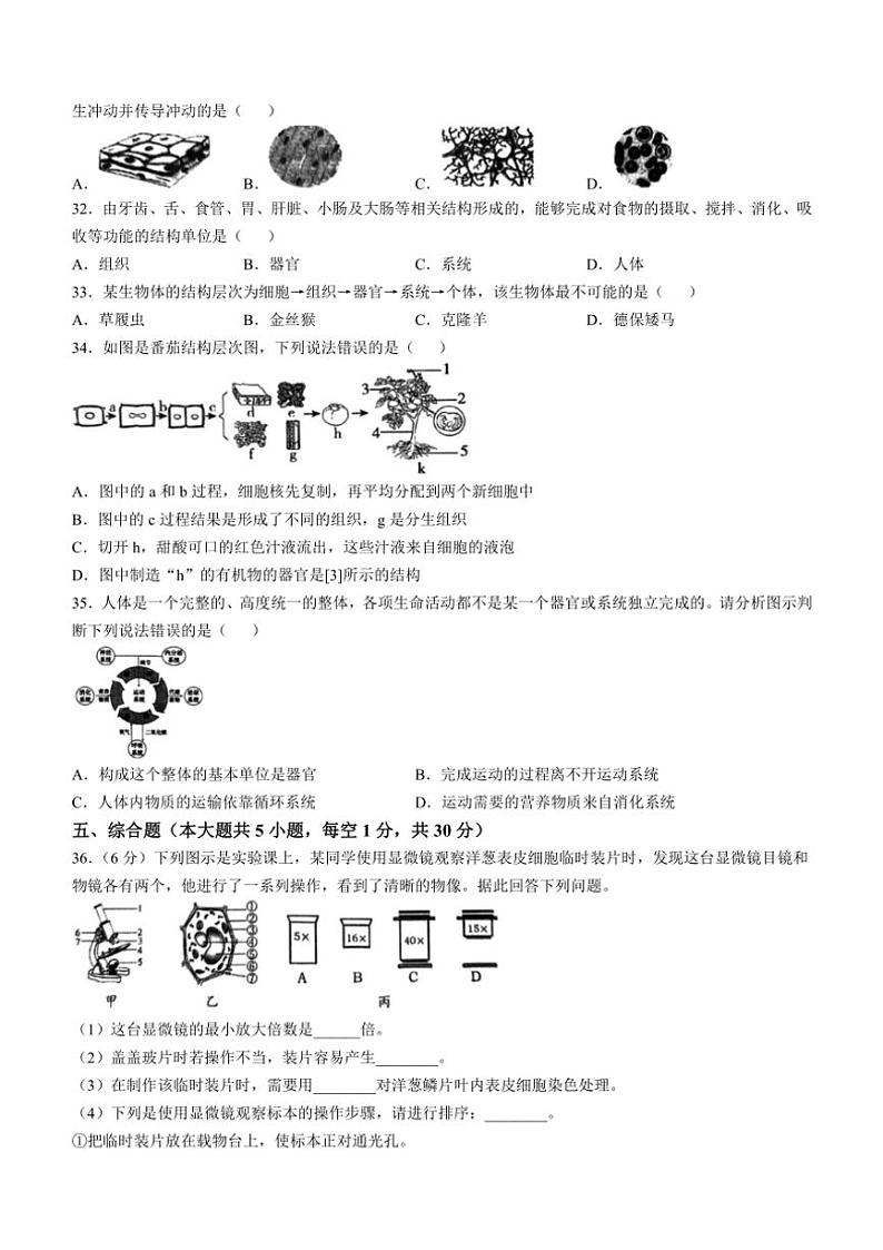 广西百色市田阳区2024～2025学年七年级(上)期中生物试题(含答案)第2页