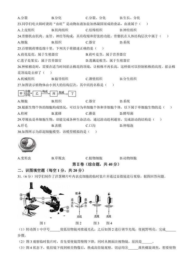 广西柳州市2024～2025学年七年级(上)期中生物试题(含答案)第3页