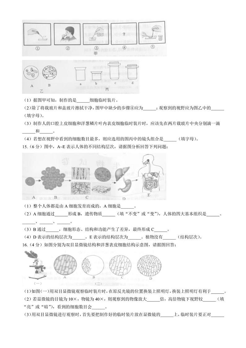 辽宁省本溪市2024～2025学年七年级(上)期中生物试题(含答案)第3页