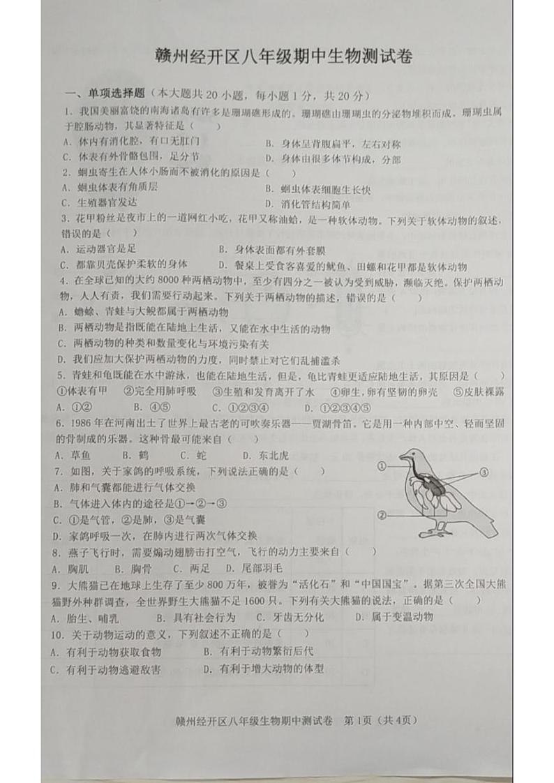 江西省赣州市经开区期中考试2024-2025学年八年级生物上学期期中第1页