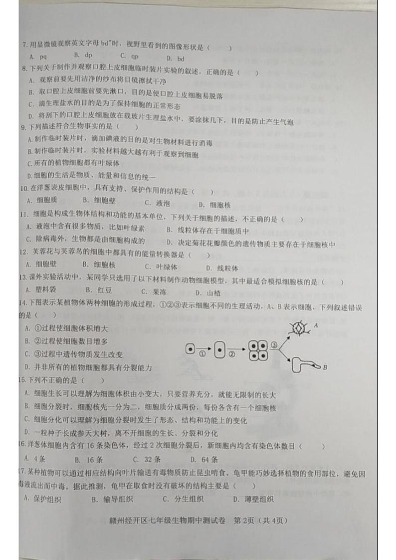 江西省赣州市经开区2024-2025学年七年级上学期11月期中生物试题02