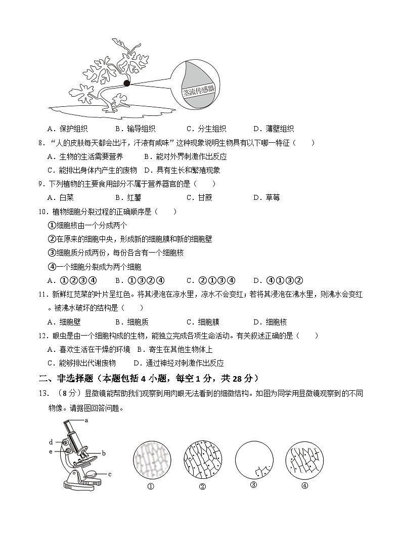 辽宁省辽阳市灯塔市2024-2025学年七年级上学期11月期中生物试题02