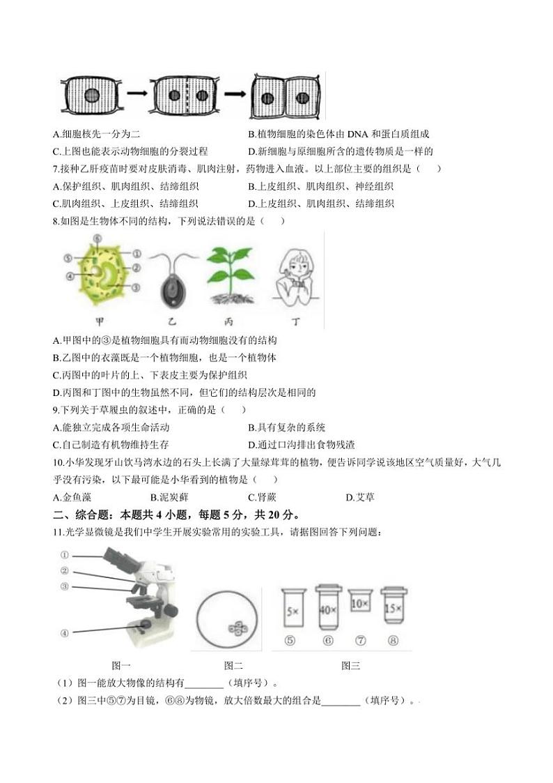 安徽省亳州市蒙城县2024～2025学年七年级(上)期中生物试卷(含答案)第2页