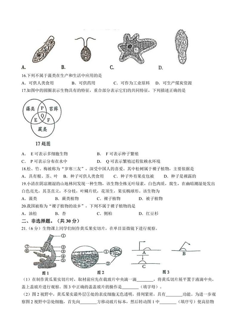 河南省周口市太康县2024～2025学年七年级(上)期中生物试卷(含答案)第3页