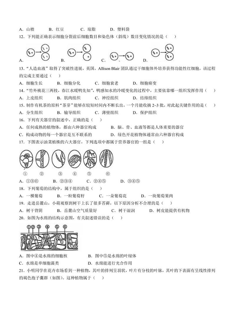 山东省德州市宁津县第四实验中学多校2024～2025学年七年级(上)期中生物试卷(含答案)第2页