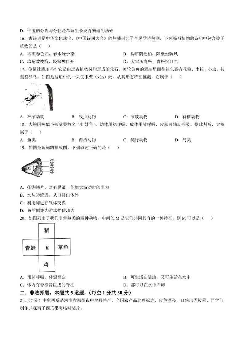 河南省洛阳市宜阳县2024～2025学年七年级(上)期中生物试卷(含答案)03
