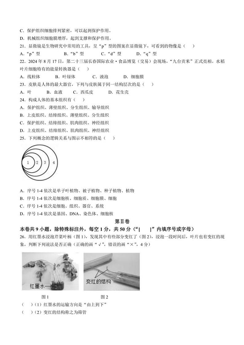 福建省泉州市泉港区2024～2025学年七年级(上)期中生物试卷(含答案)第3页