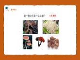 人教版（2024）七年级生物上册第二单元3.3真菌精品课件