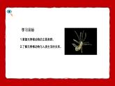 人教版（2024）七年级生物上册第二单元2.1无脊椎动物精品课件