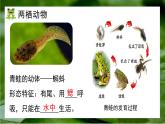人教版生物七年级上册2.2《两栖动物与爬行动物》（课件）