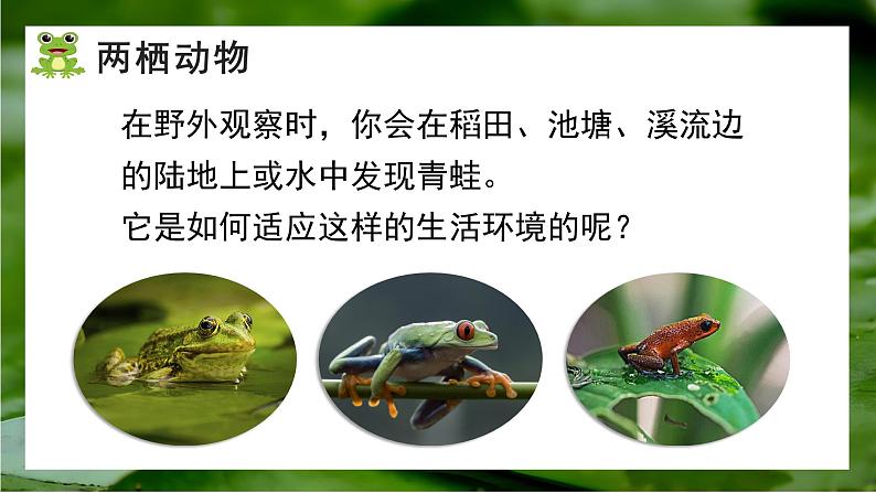 人教版生物七年级上册2.2《两栖动物与爬行动物》（课件）第6页