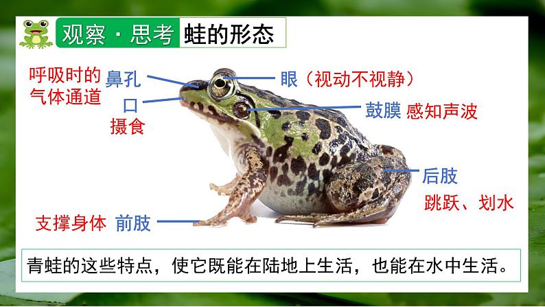 人教版生物七年级上册2.2《两栖动物与爬行动物》（课件）第7页