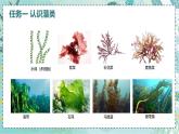 初中  生物  人教版（2024）  七年级上册（2024）  第二单元 多种多样的生物  第一章 植物的类群  第一节 藻类、 苔藓和蕨类 课件