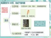 初中  生物  人教版（2024）  七年级上册（2024）  第二单元 多种多样的生物  第一章 植物的类群  第一节 藻类、 苔藓和蕨类 课件