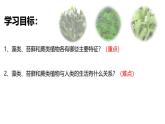 初中  生物  人教版（2024）  七年级上册（2024）  第二单元 多种多样的生物  第一章 植物的类群  第一节 藻类、 苔藓和蕨类 课件