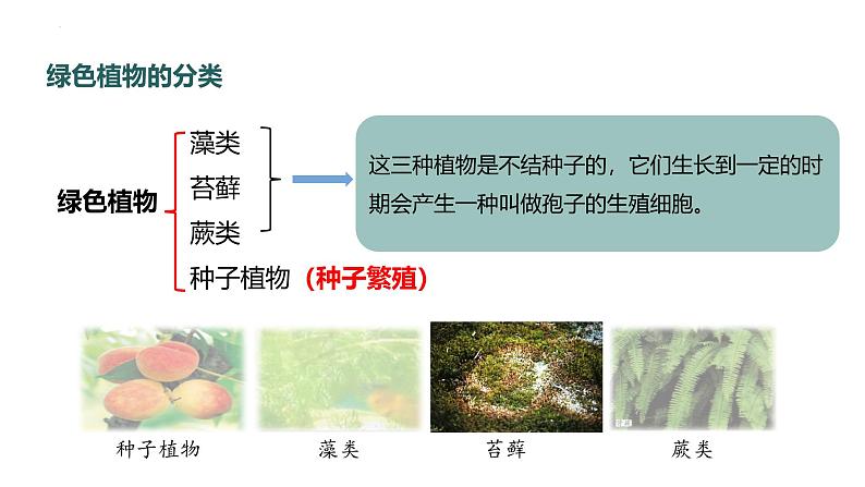 初中  生物  人教版（2024）  七年级上册（2024）  第二单元 多种多样的生物  第一章 植物的类群  第一节 藻类、 苔藓和蕨类 课件第4页