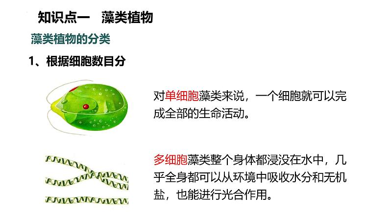 初中  生物  人教版（2024）  七年级上册（2024）  第二单元 多种多样的生物  第一章 植物的类群  第一节 藻类、 苔藓和蕨类 课件第6页