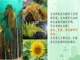 初中  生物  人教版（2024）  七年级上册（2024）  第二单元 多种多样的生物  第一章 植物的类群  第一节 藻类、 苔藓和蕨类 课件