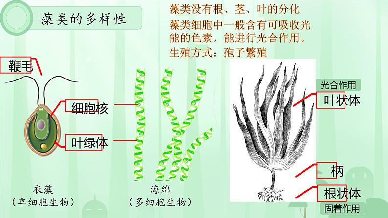 初中  生物  人教版（2024）  七年级上册（2024）  第二单元 多种多样的生物  第一章 植物的类群  第一节 藻类、 苔藓和蕨类 课件第8页