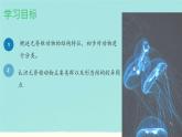 初中  生物  人教版（2024）  七年级上册  第二单元  第二章 动物的类群 第一节 无脊椎动物 课件