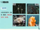 初中  生物  人教版（2024）  七年级上册  第二单元  第二章 动物的类群 第一节 无脊椎动物 课件