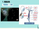 初中  生物  人教版（2024）  七年级上册  第二单元  第二章 动物的类群 第一节 无脊椎动物 课件