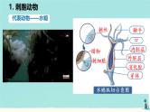 初中  生物  人教版（2024）  七年级上册  第二单元  第二章 动物的类群 第一节 无脊椎动物 课件