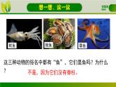 初中  生物  人教版（2024）  七年级上册  第二单元  第二章 动物的类群 第一节 无脊椎动物 课件
