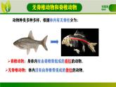 初中  生物  人教版（2024）  七年级上册  第二单元  第二章 动物的类群 第一节 无脊椎动物 课件