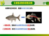 初中  生物  人教版（2024）  七年级上册  第二单元  第二章 动物的类群 第一节 无脊椎动物 课件
