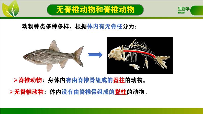 初中  生物  人教版（2024）  七年级上册  第二单元  第二章 动物的类群 第一节 无脊椎动物 课件04