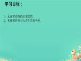 初中  生物  人教版（2024）  七年级上册  第二单元  第二章 动物的类群 第一节 无脊椎动物 课件