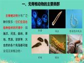 初中  生物  人教版（2024）  七年级上册  第二单元  第二章 动物的类群 第一节 无脊椎动物 课件