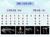 初中  生物  人教版（2024）  七年级上册  第二单元  第二章 动物的类群 第一节 无脊椎动物 课件
